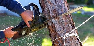 How Our Tree Care Process Works  in  Bohemia, NY