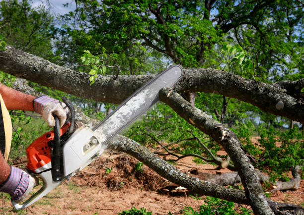 Best Tree Disease Treatment  in Bohemia, NY